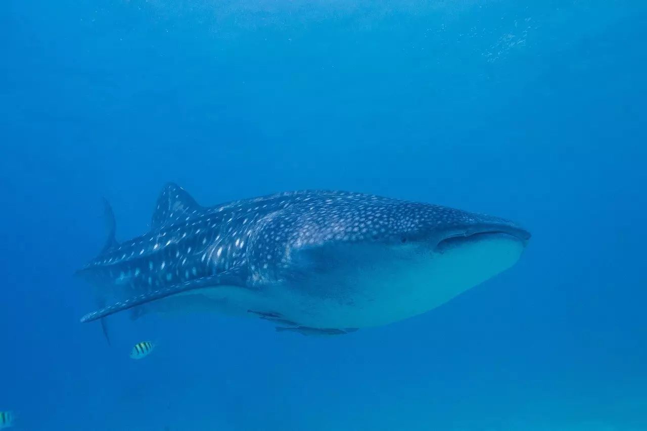 鲸鲨是温柔的还是凶残的,最善良的鲸鲨