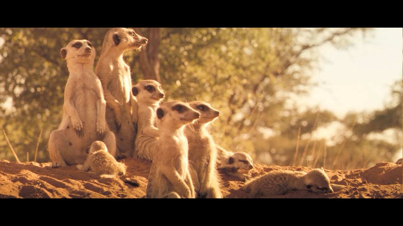 王朝狐獴纪录片,非洲纪录片狐獴