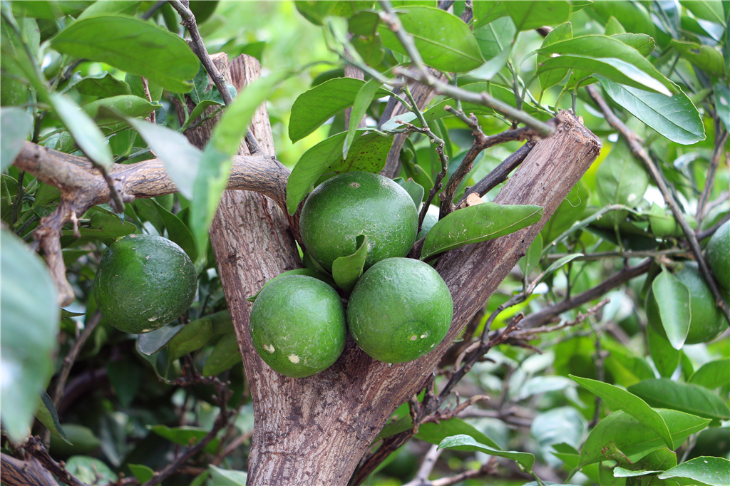 品山水美景房子,品农家菜