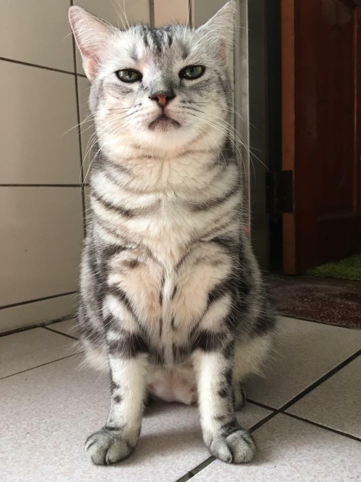 猫咪笑起来真的有多可怕,猫笑起来多可怕