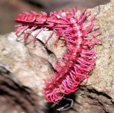 常见的大虫子科普,盘点那些你没见过的虫子