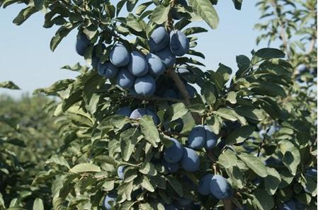 富含维生素降火护肝有益身体健康,哪种维生素是养肝护肝的