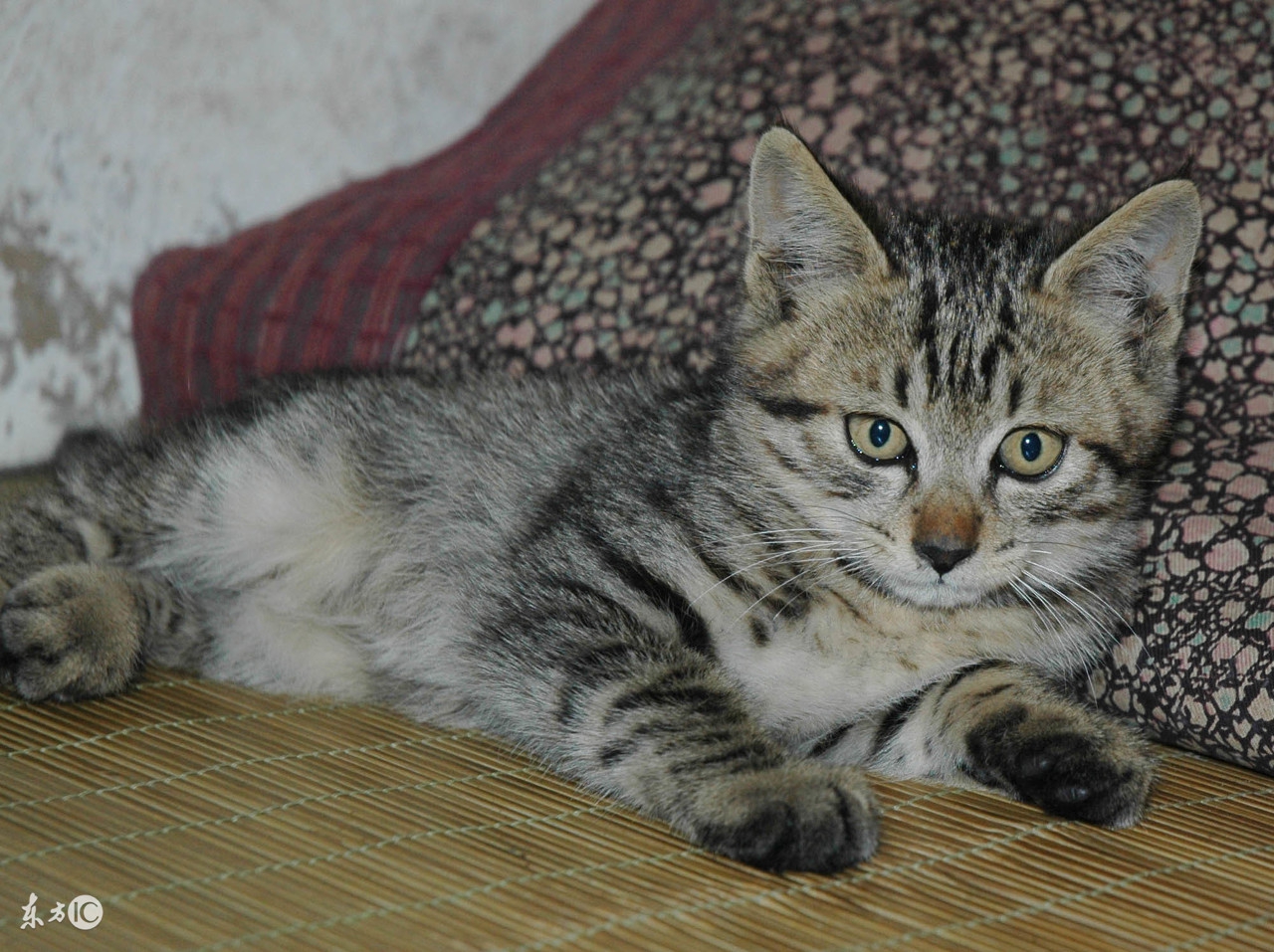 主人不在家怎样让猫咪不无聊,主人不在家猫咪怎么度过