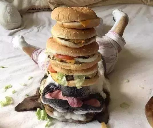 纯种英斗吃什么,英斗吃啥