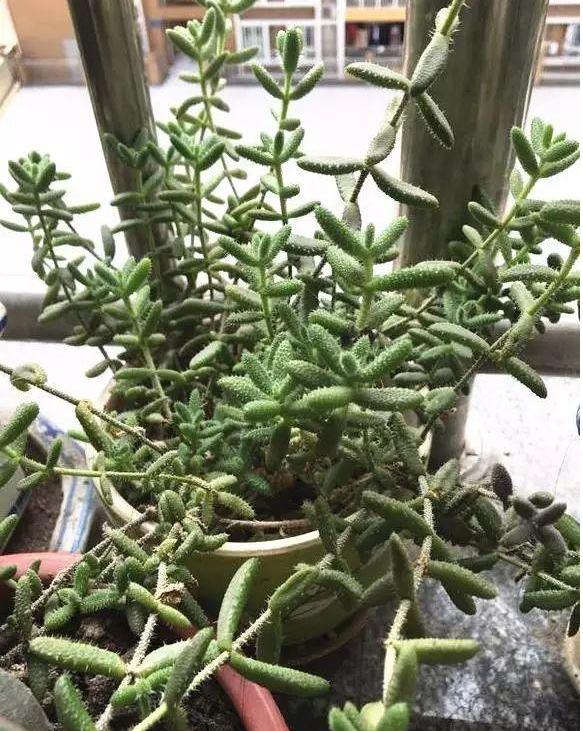 多肉徒长却更好看,多肉徒长更好看