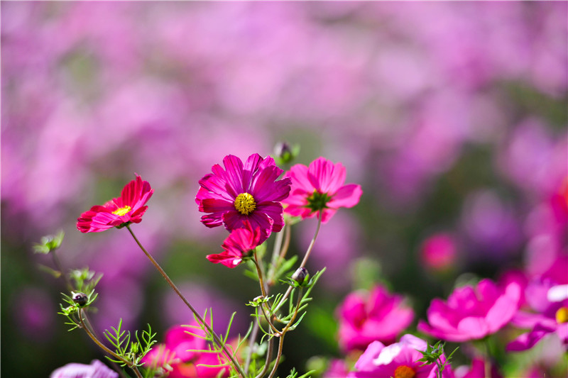 肃北七彩花海,肃北百亩花海在哪里