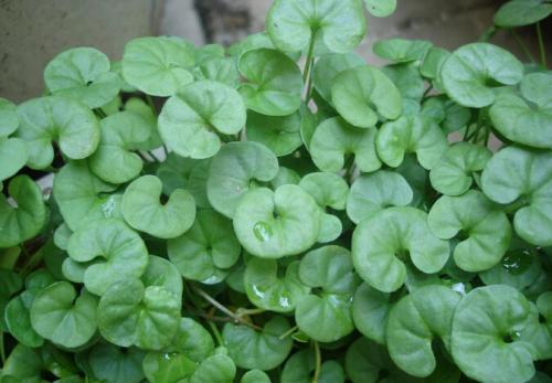 治疗痛风，这9种中药最有效