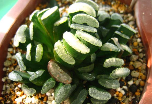 不知道什么植物养不活,不知道自己养的多肉是什么品种