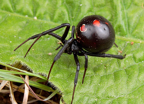 常见的大虫子科普,盘点那些你没见过的虫子