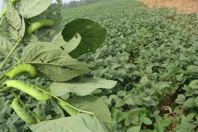 常见的大虫子科普,盘点那些你没见过的虫子