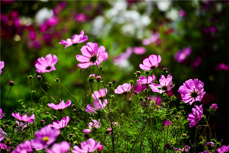 肃北七彩花海,肃北百亩花海在哪里