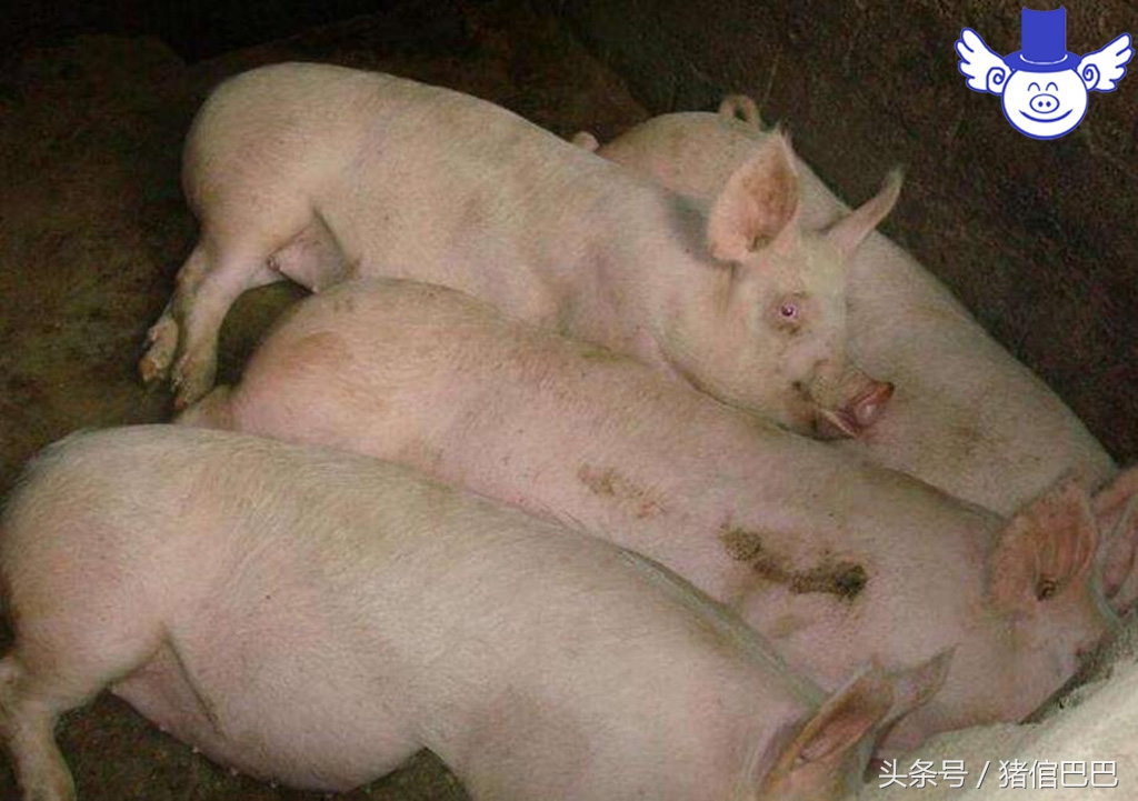 仔猪后腿站不起是什么病如何治疗,仔猪站立不起来后腿抖动为什么病