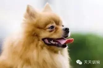 狗狗泪痕重是什么原因,狗狗的泪痕跟吃的狗粮有关系吗