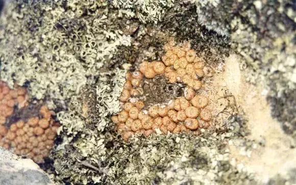 南非秘宝,遗落在世间的宝藏