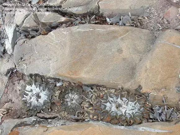 南非秘宝,遗落在世间的宝藏