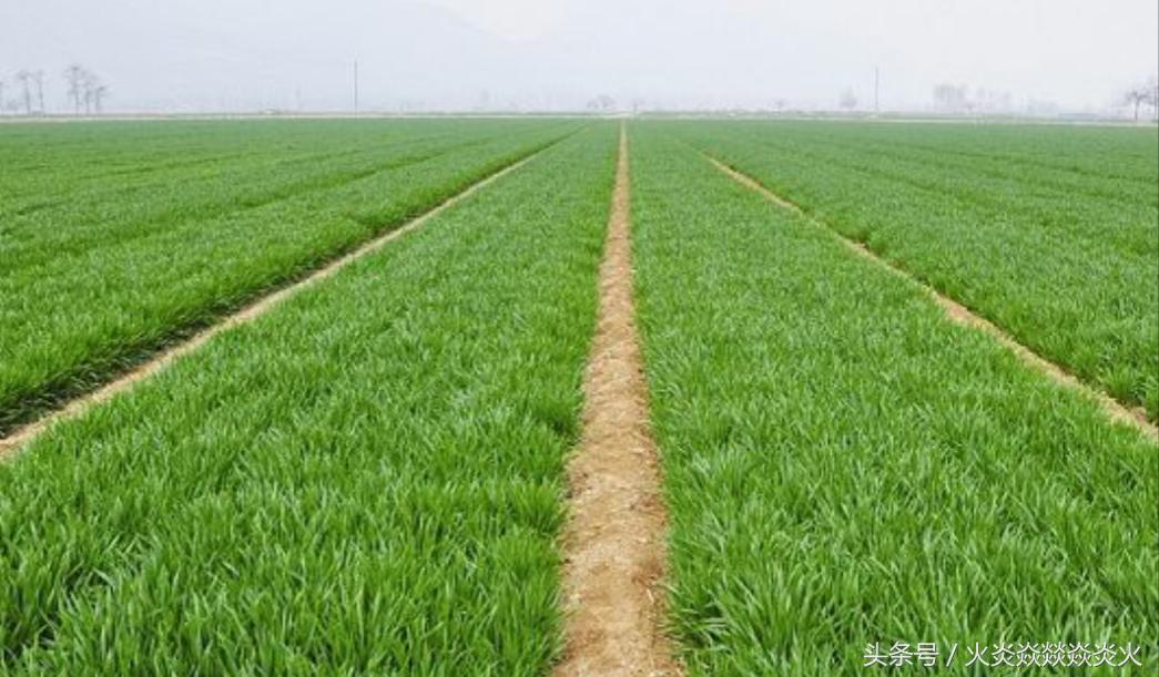 小麦包衣助高产,小麦包衣