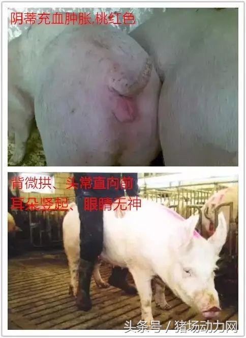 母猪怎么才能不受孕,母猪怎么不受孕