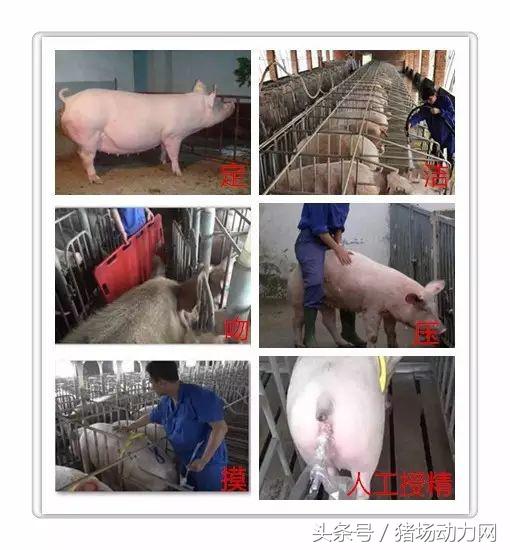 母猪怎么才能不受孕,母猪怎么不受孕