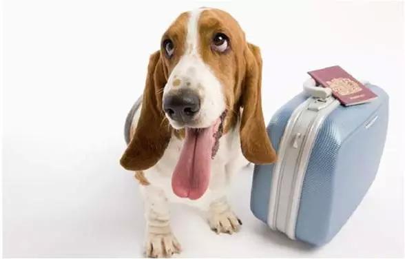 留学养宠物,出国留学宠物