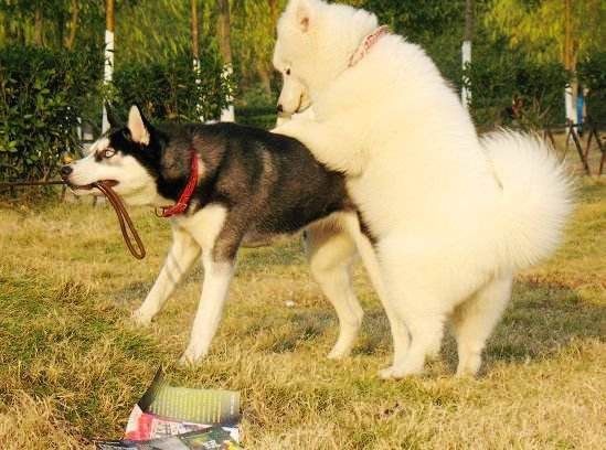 道格队长丨狗狗的行为纠正26期丨我家汪星人很色老爱做那事怎么办