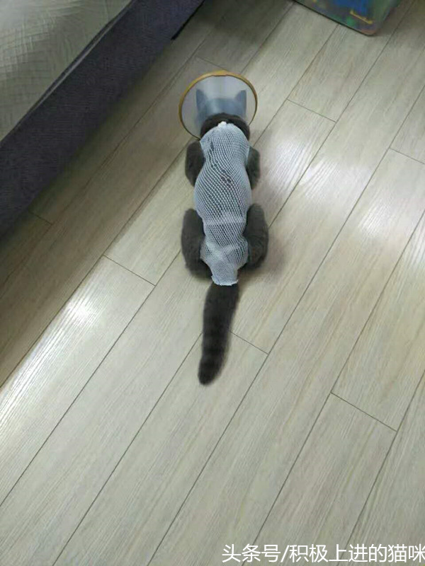 猫咪有隐睾是什么毛病,猫咪隐睾在腹腔内并萎缩怎么办