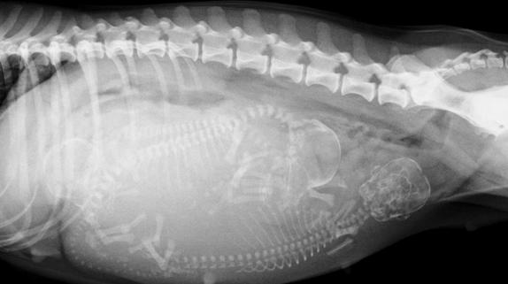 猫咪怀孕期生病,猫咪怀孕期是否乱叫