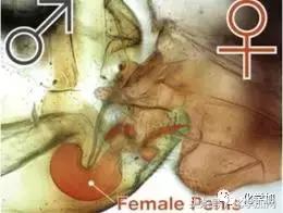 2017年诺贝尔搞笑奖奖金,搞笑诺贝尔奖科普