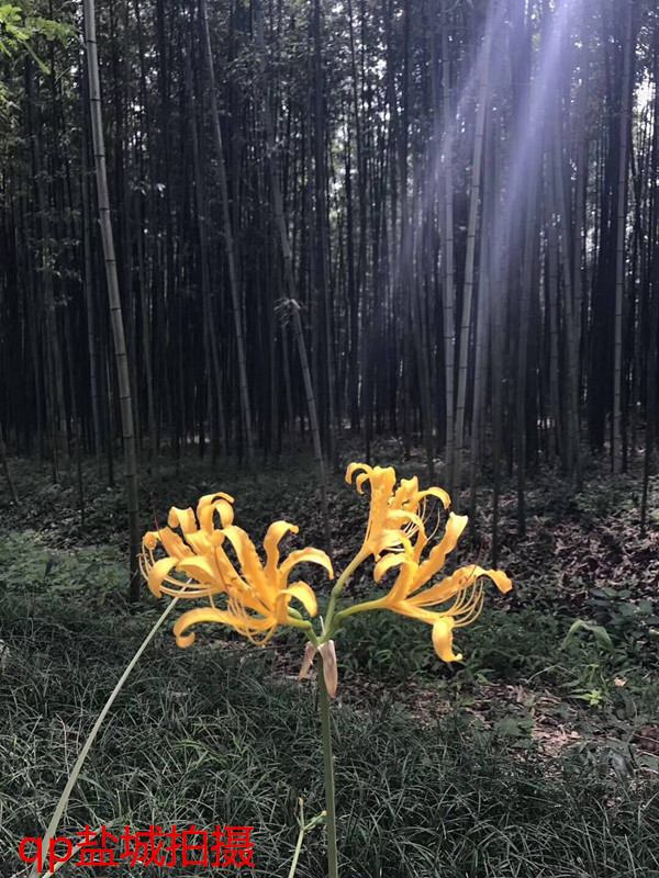 5588元的苹果iPhone7P开箱图片、评测、游戏性能