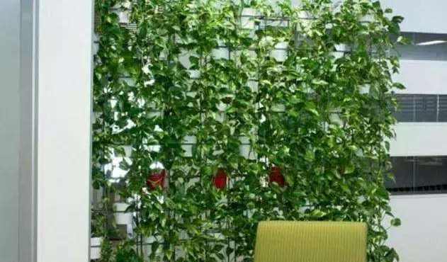 绿萝怎么养好爬满100个墙壁,绿萝怎样养成绿萝墙