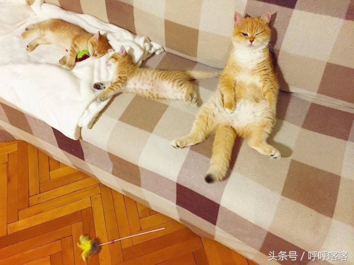 当科比遇见蔡徐坤打篮球,当科比遇到篮球爱好者