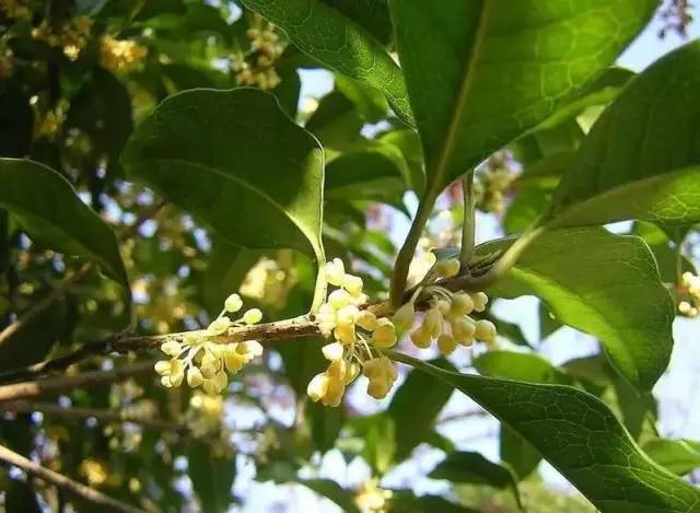 镇江有轨电车,镇江有名的塔叫什么塔