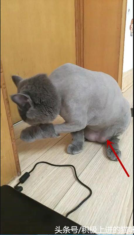 猫咪有隐睾是什么毛病,猫咪隐睾在腹腔内并萎缩怎么办