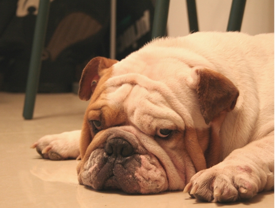 如何养好斗牛犬幼崽,怎么能养好斗牛犬