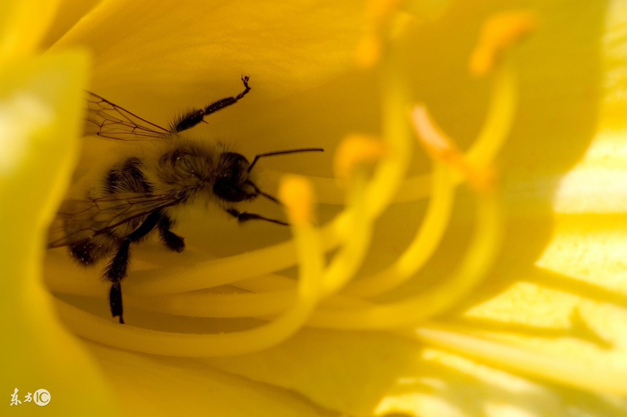 蜜蜂养殖技术500问,蜜蜂养殖技术试题及答案