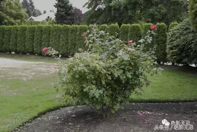 尼康d850数码单反摄影圣经,尼康d850的深度评价