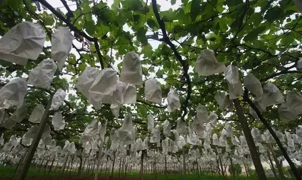 镇江有轨电车,镇江有名的塔叫什么塔