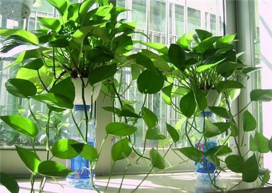 绿萝怎么养好爬满100个墙壁,绿萝怎样养成绿萝墙