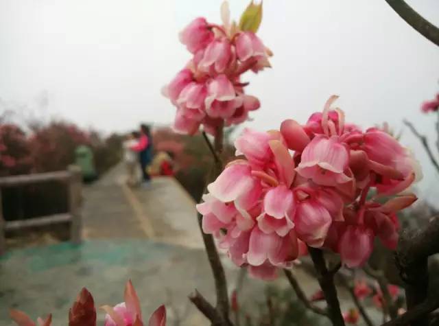 推荐|大明山风景区恢复开放啦！花都开好了，你还不来么？