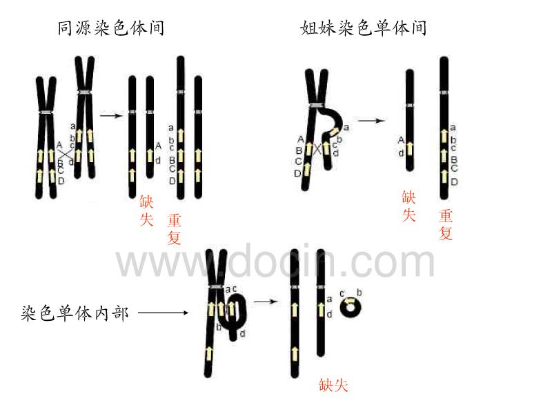 染色体微缺失微重复基因产前诊断,产前诊断染色体缺失分析报告