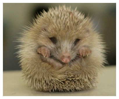 母刺猬生小刺猬,刺猬在家里生了一窝小刺猬全死了