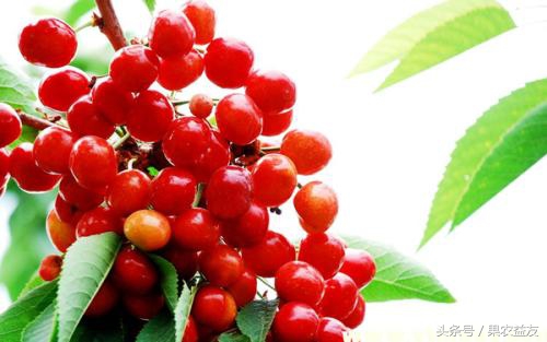 新品种新技术带来樱桃好前景,培育大樱桃新品种