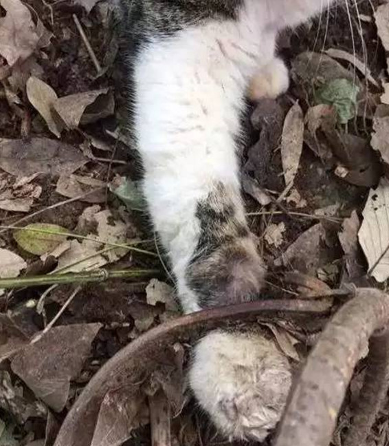 猫咪被夹没人救,猫咪贪吃被老鼠夹夹了怎么办