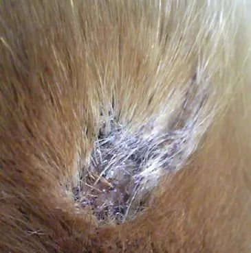 比熊幼犬需要剃胎毛,幼犬得皮肤病需要剃胎毛么