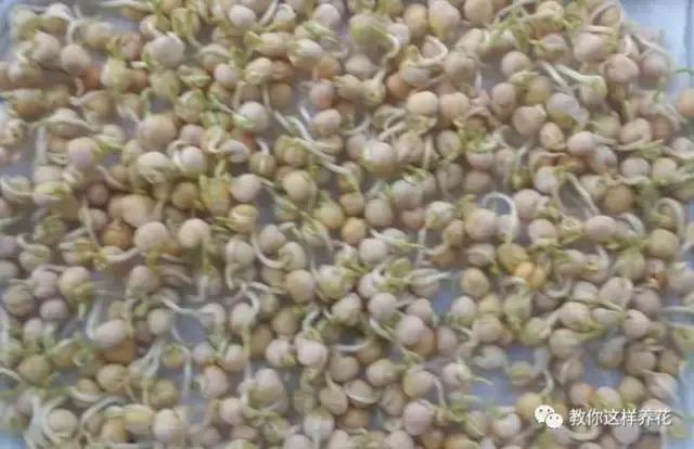 自己在家种菜做美食,家庭如何种菜做菜