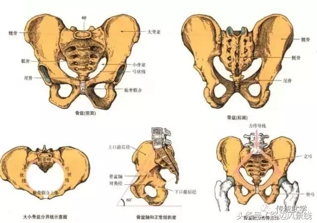 骨架平衡整脊术价目表,骨架平衡手法