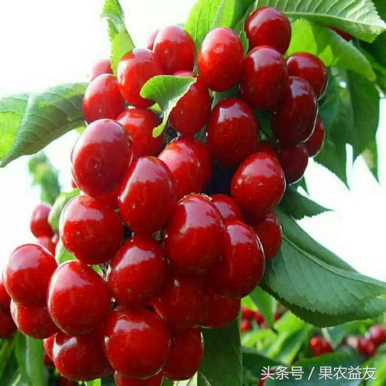新品种新技术带来樱桃好前景,培育大樱桃新品种