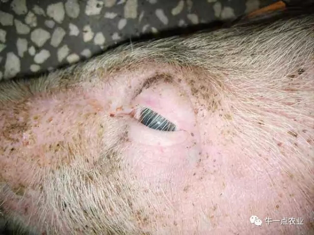 猪水肿病是由什么菌引起的,生猪水肿病的症状及治疗方法