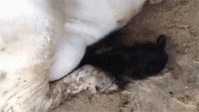 搞笑奇葩结婚风俗新郎,盘点那些新郎结婚时搞笑场景