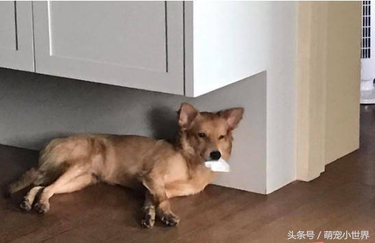 狗狗口吐白沫但是精神状态不错,狗狗一次次晕厥口吐白沫是为什么