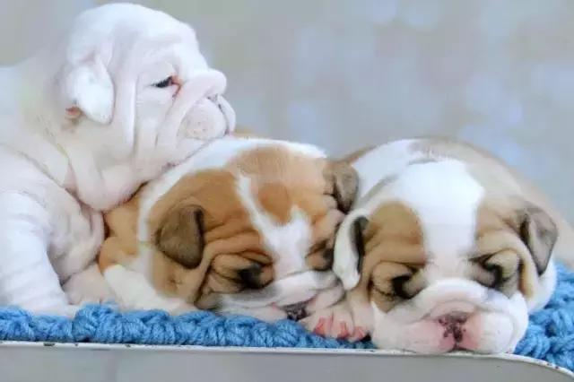 一梦谈狗:英牛那么丑,价格又贵,为什么还有那么多人养?